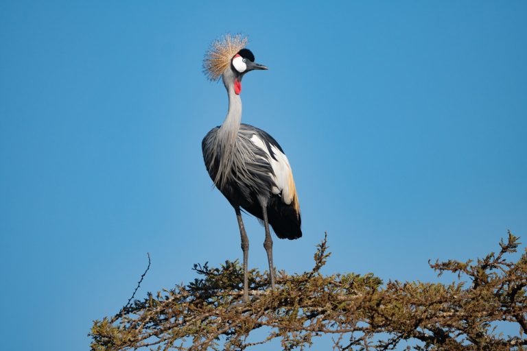Entebbe safari tour